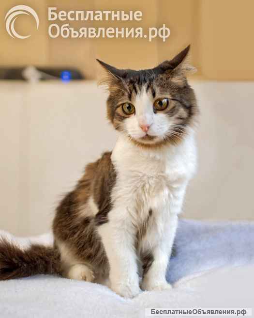 Варежка ищет любящую семью