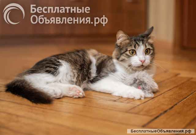 Варежка ищет любящую семью