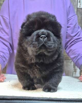 Щенки Чау-Чау от профессионального питомника