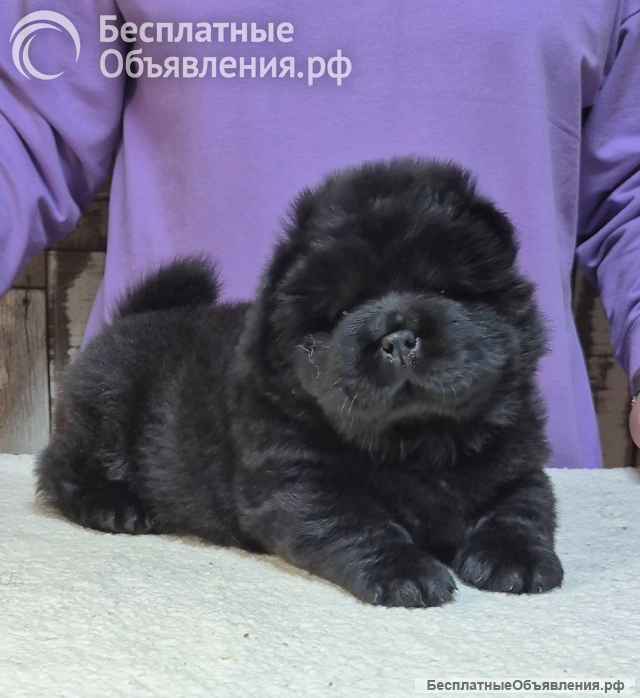 Щенки Чау-Чау от профессионального питомника
