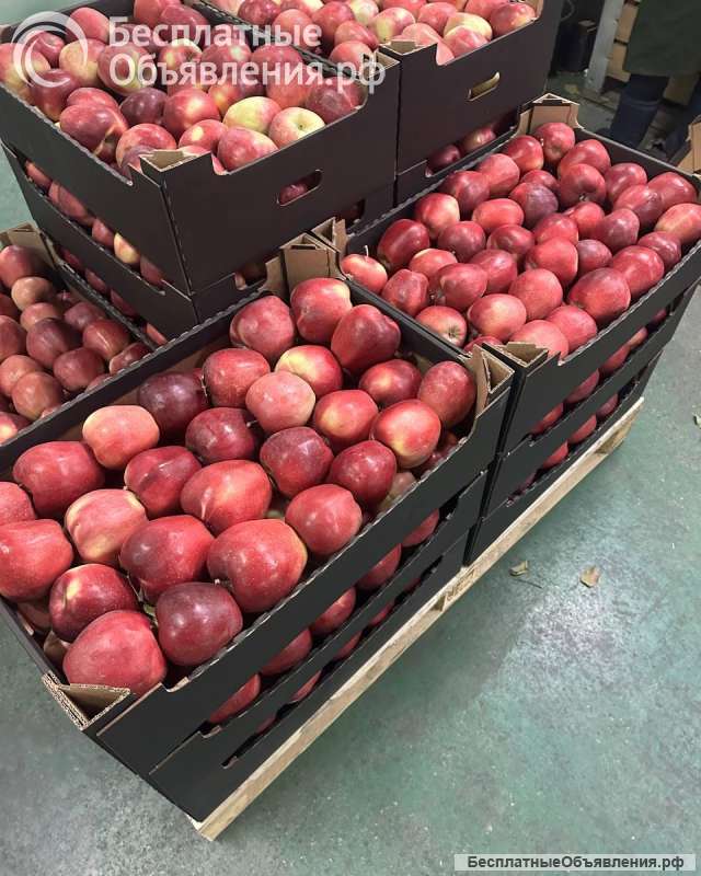 Яблоко Глостер