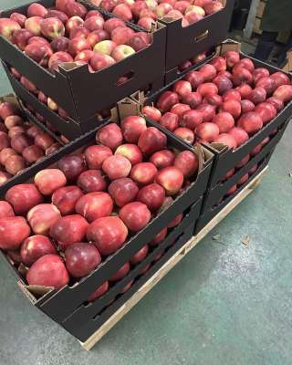 Яблоко Глостер