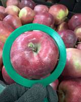 Яблоко Глостер