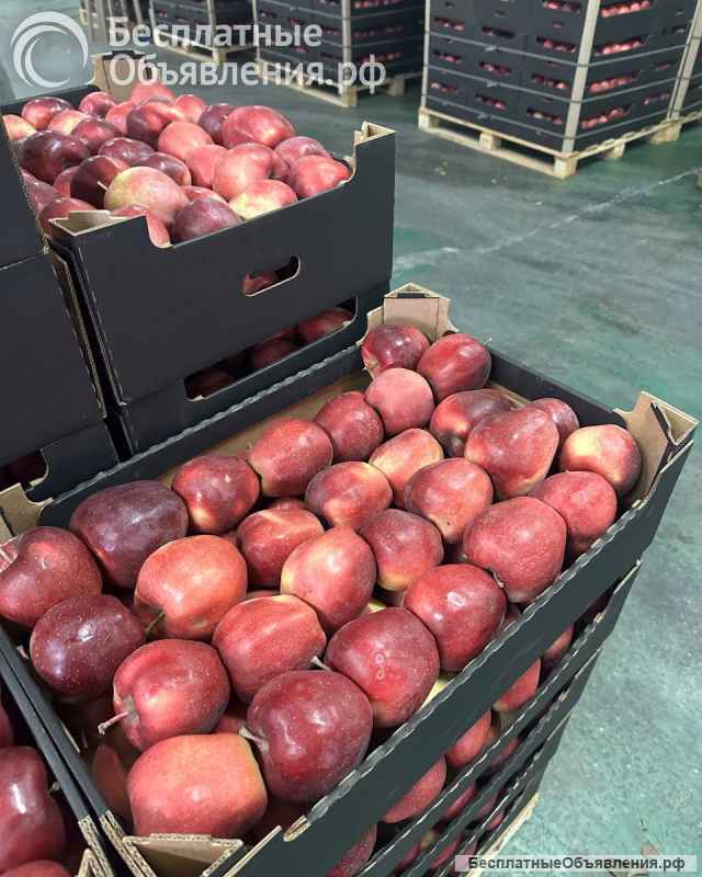 Яблоко Глостер