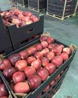 Яблоко Глостер