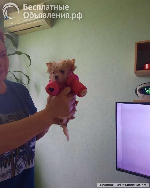 Передержка собачек