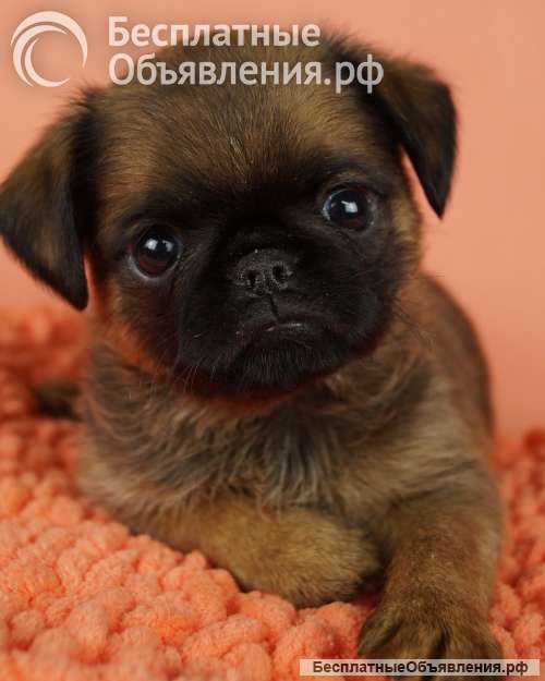 Щенки брабансон и Бельгийский гриффон