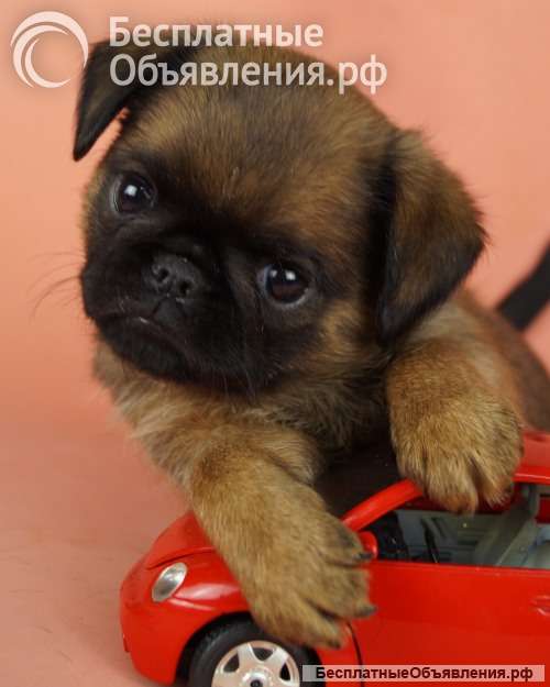 Щенки брабансон и Бельгийский гриффон