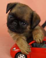 Щенки брабансон и Бельгийский гриффон