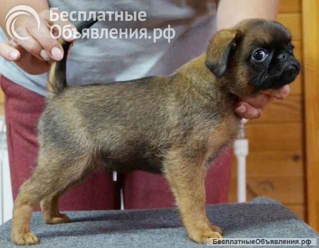 Щенки брабансон и Бельгийский гриффон