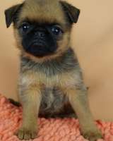 Щенки брабансон и Бельгийский гриффон