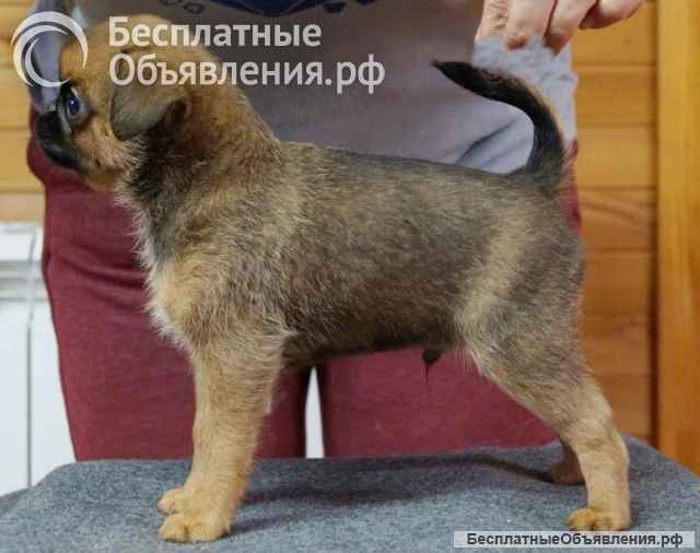 Щенки брабансон и Бельгийский гриффон