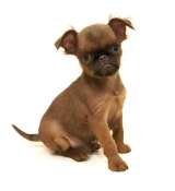 Щенки брабансон и Бельгийский гриффон