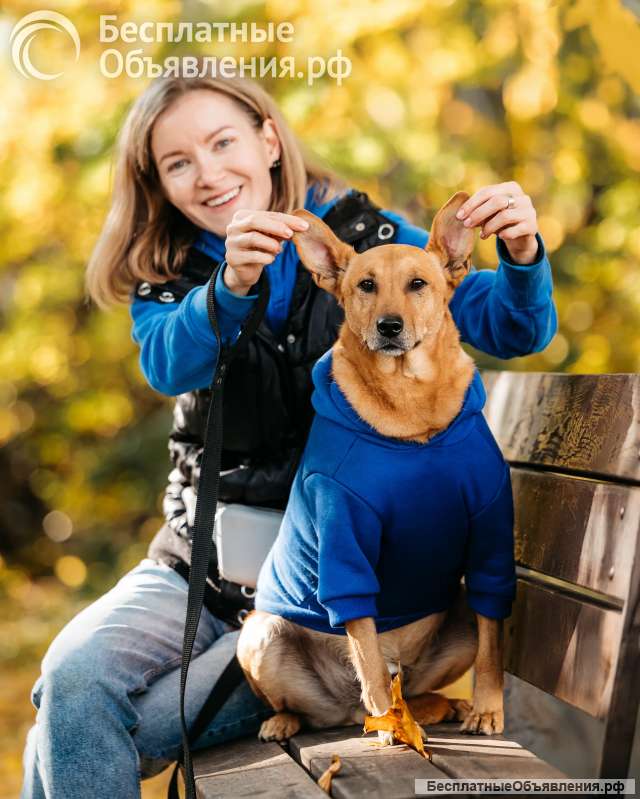 Честер в поиске дома