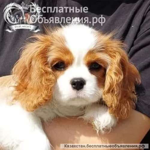 Профессиональный питомник "ANGEL MECHTY"