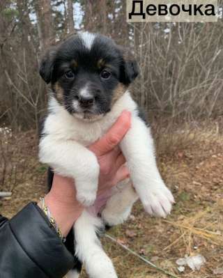Чудесные, ласковые, умненькие щенки девочки ищут дом