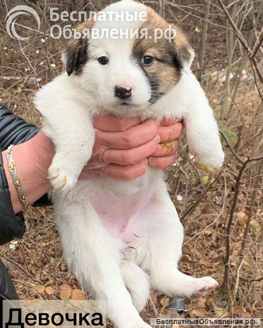 Чудесные, ласковые, умненькие щенки девочки ищут дом