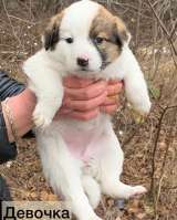 Чудесные, ласковые, умненькие щенки девочки ищут дом