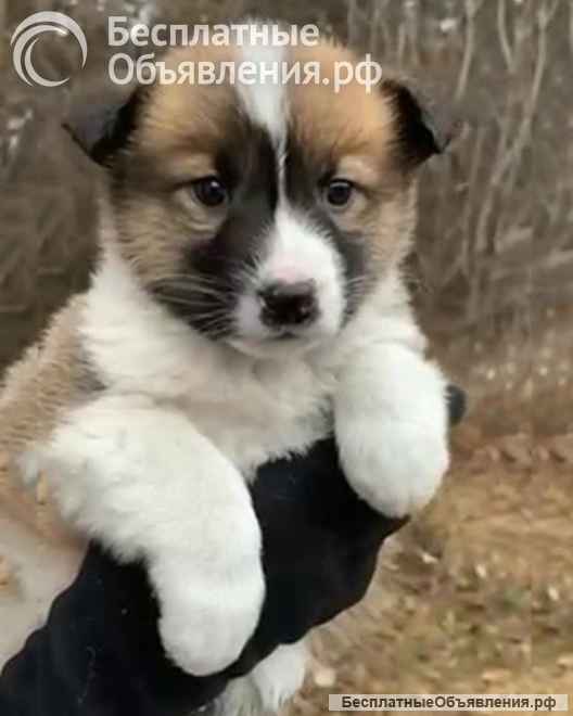Чудесные, ласковые, умненькие щенки девочки ищут дом