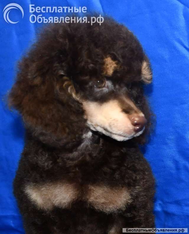 Пуделя щенок мальчик миниатюрный фантом