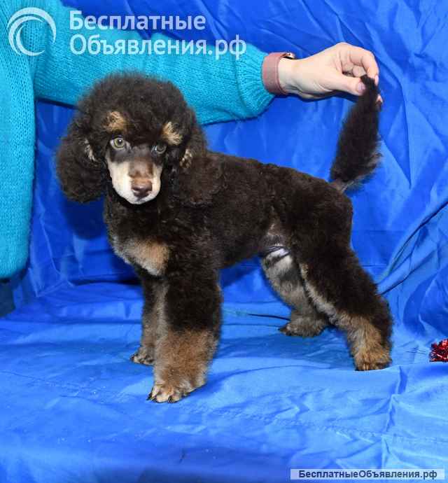 Пуделя щенок мальчик миниатюрный фантом