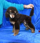 Пуделя щенок мальчик миниатюрный фантом