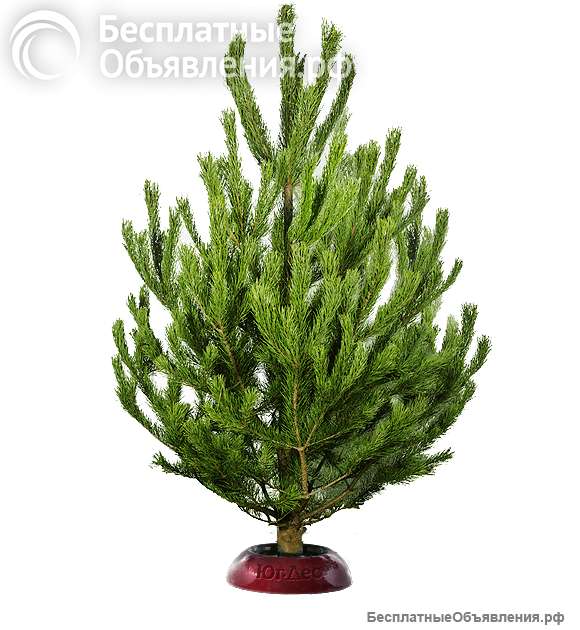 ЕЛКИ на новый год. ЛАПНИК, ДОСТАВКА