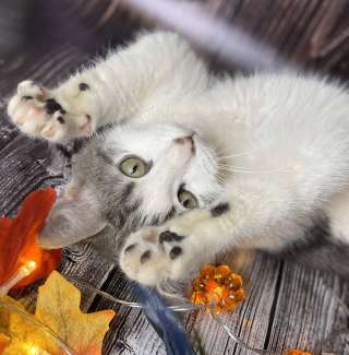 Котенок Михалыч ищет семью