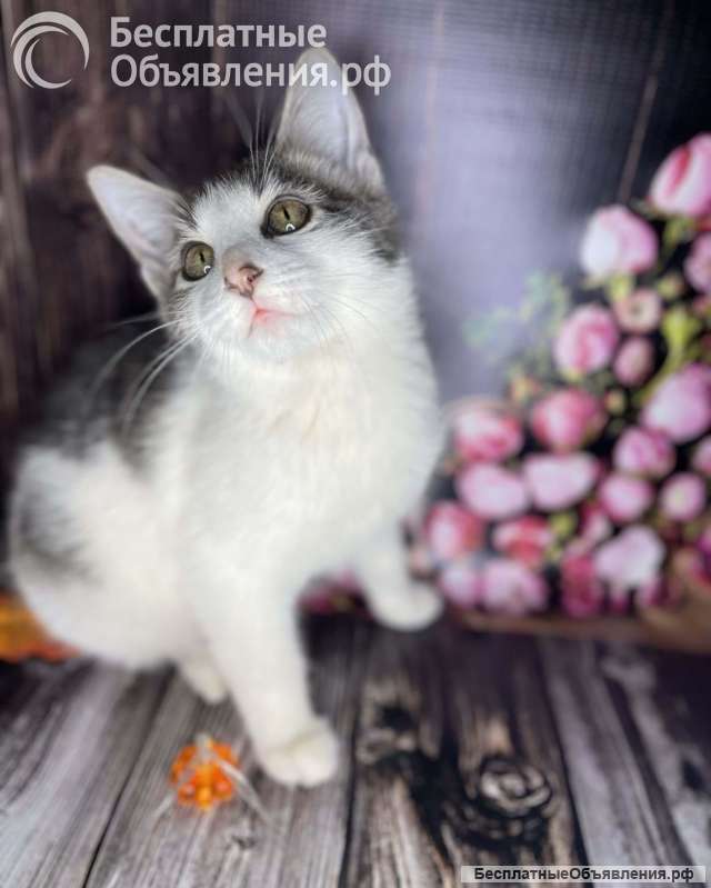 Котенок Михалыч ищет семью