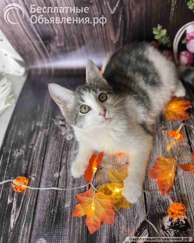 Котенок Михалыч ищет семью