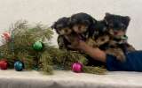 Щенки йоркширского терьера мини