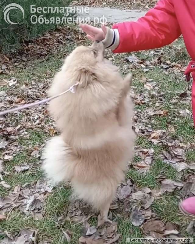 Кремовые шпицы милашки