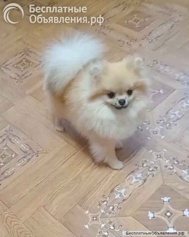 Кремовые шпицы милашки