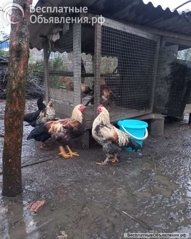 Петушки молодые