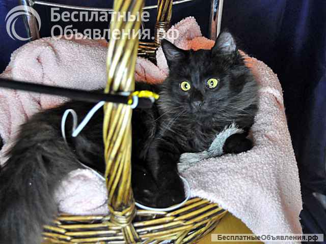 Изумительная красавица Чебуренька ищет дом