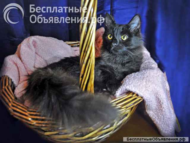 Изумительная красавица Чебуренька ищет дом