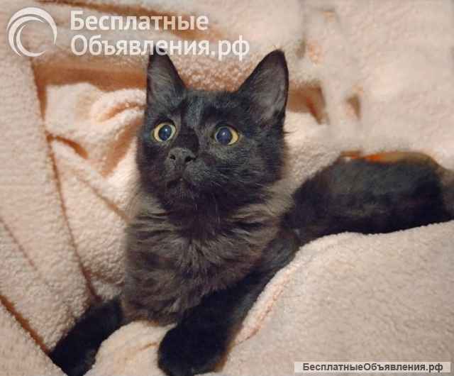 Изумительная красавица Чебуренька ищет дом