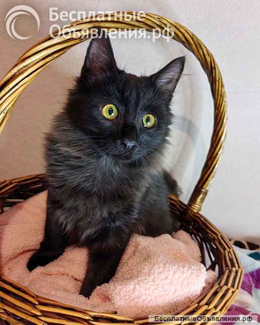 Изумительная красавица Чебуренька ищет дом