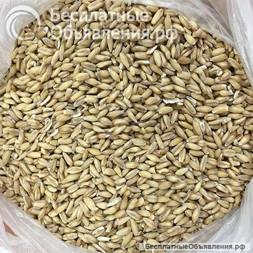 Отдам даром 20 мешков овсяной крупы