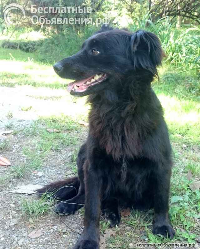 Пропала собака чёрная спаниель, метис, девочка. Сухум, Ботанический сад.