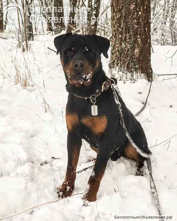 Ротвейлер Кипрей готов к Вашим предложениям ПМЖ