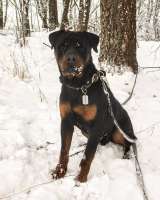 Ротвейлер Кипрей готов к Вашим предложениям ПМЖ