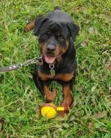 Ротвейлер Кипрей готов к Вашим предложениям ПМЖ