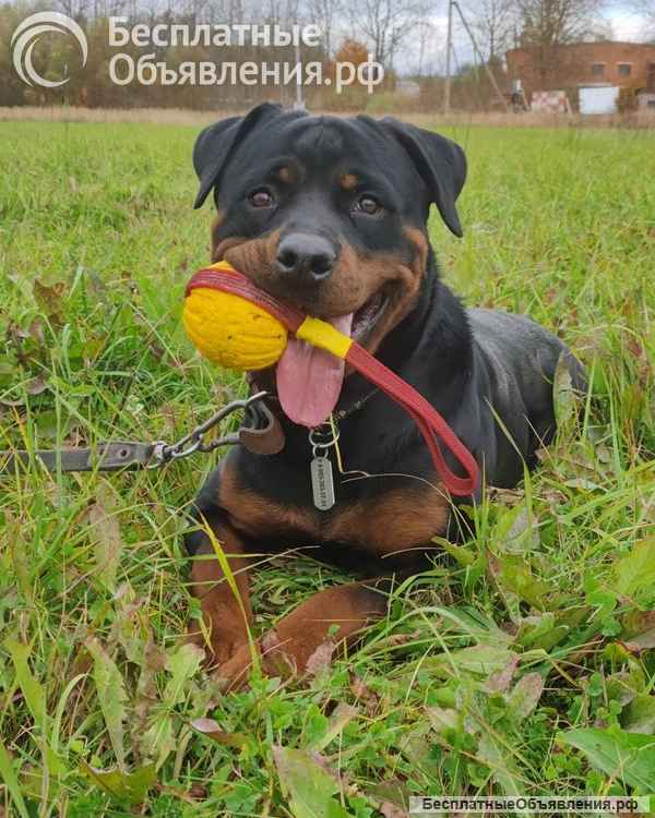Ротвейлер Кипрей готов к Вашим предложениям ПМЖ