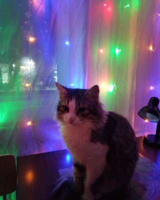 Пропал кот Отловили в санатории им. Дзержинского