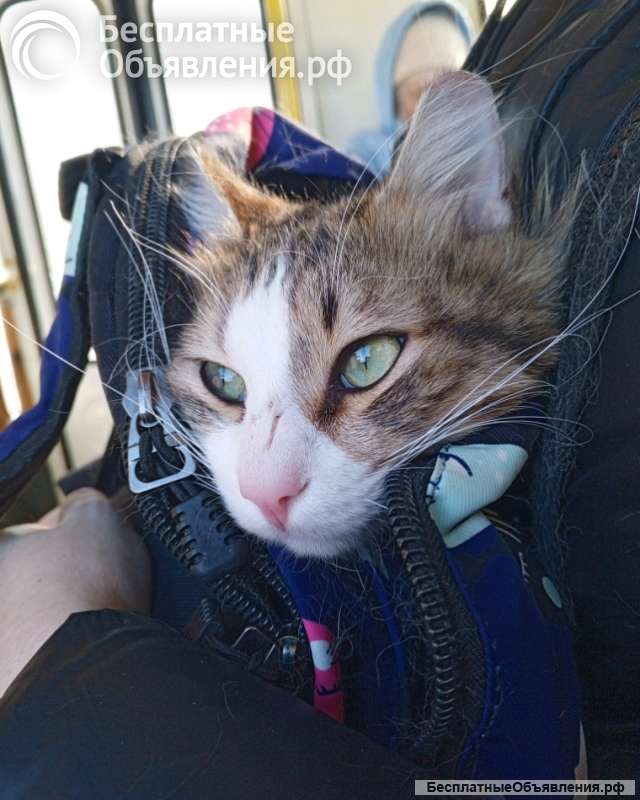 Пропал кот Отловили в санатории им. Дзержинского