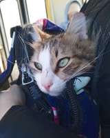 Пропал кот Отловили в санатории им. Дзержинского