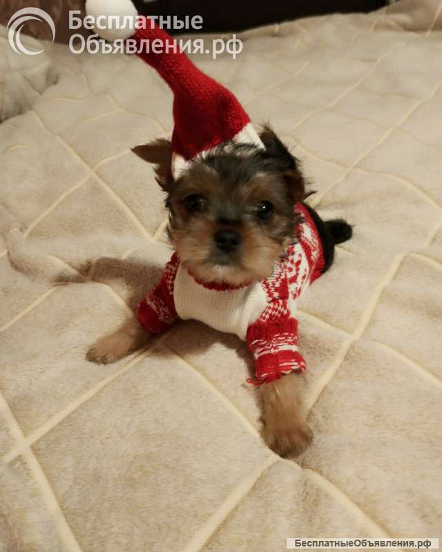 Щенок чистопородного Йорка