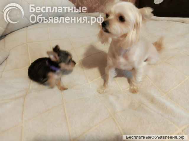Щенок чистопородного Йорка
