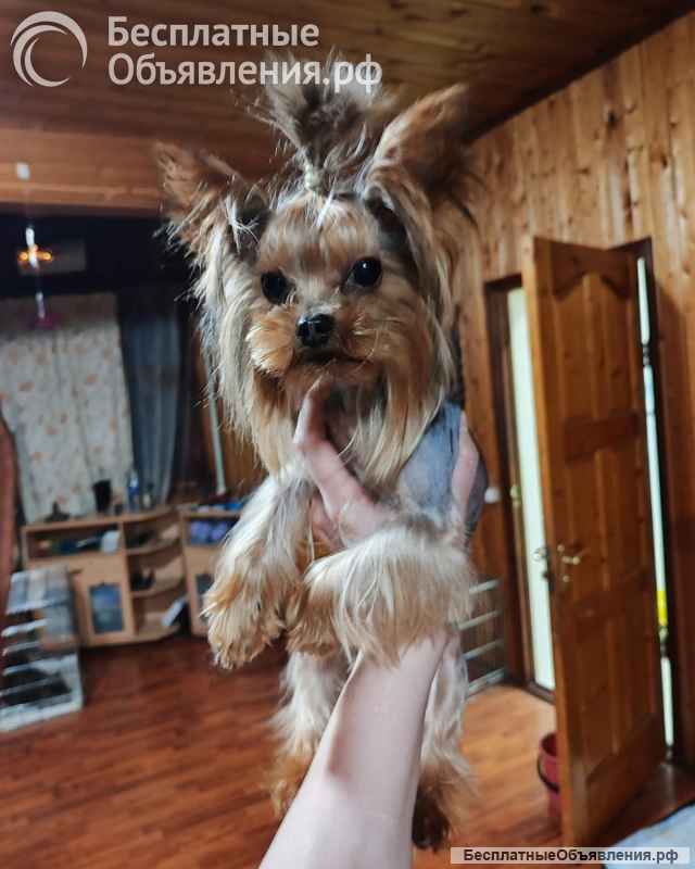 Щенок чистопородного Йорка